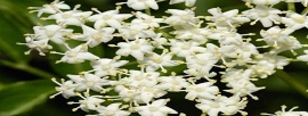 Σπιτικά Γιατρικά απο Βότανα (Γιατροσόφια) Σπιτικά Γιατρικά απο Βότανα (Γιατροσόφια)