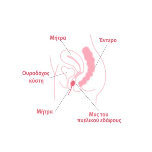 Enna Pelvic Ball Σφαίρα Εξάσκησης Πυέλου 1τμχ Enna Pelvic Ball Σφαίρα Εξάσκησης Πυέλου 1τμχ
