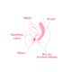 Enna Pelvic Ball Σφαίρα Εξάσκησης Πυέλου 1τμχ Enna Pelvic Ball Σφαίρα Εξάσκησης Πυέλου 1τμχ